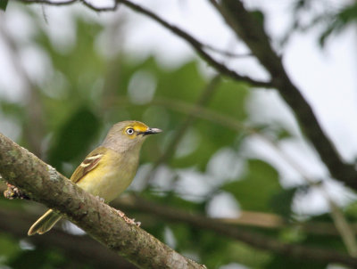 White-eyed Vireo