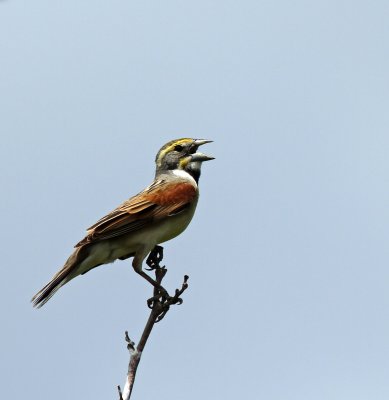 Dickcissel