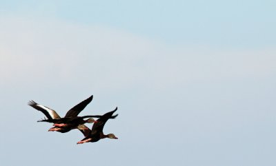 Black-bellied Whistling-Ducks