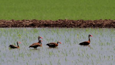 Black-bellied Whistling-Ducks