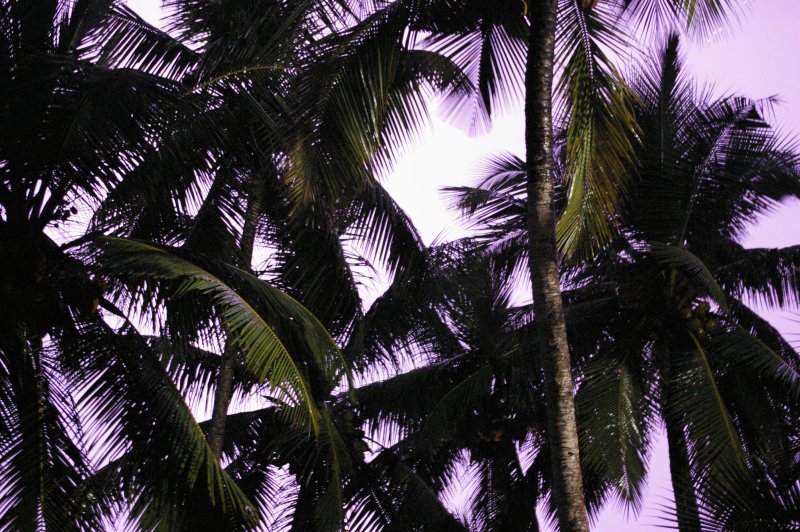 Lightning in Palm Trees, #2