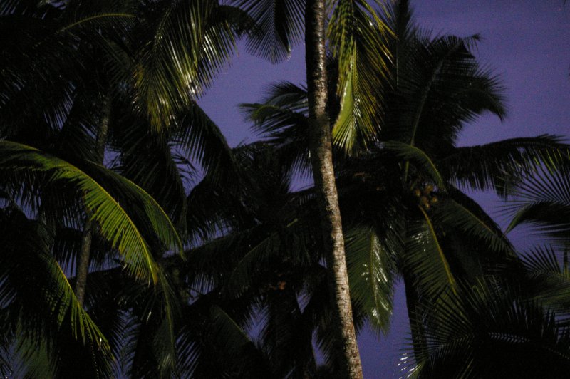 Lightning in Palm Trees, #1