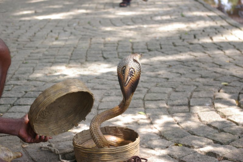 Fort Kochi