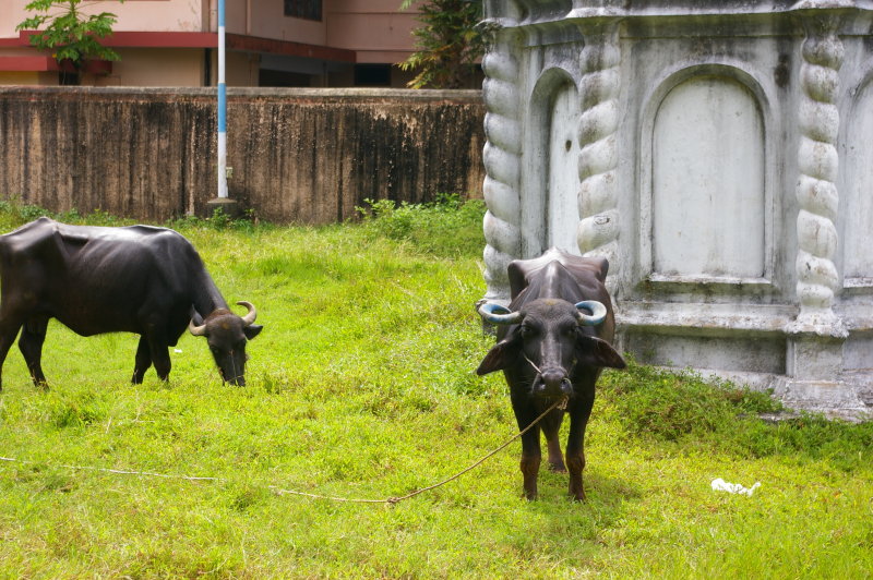 Holly Cows