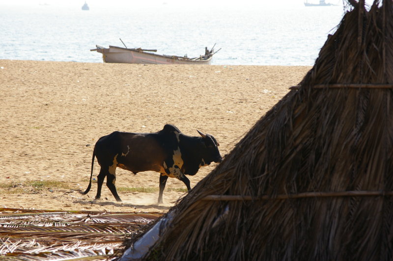 Holly Cow on Goa's Beach