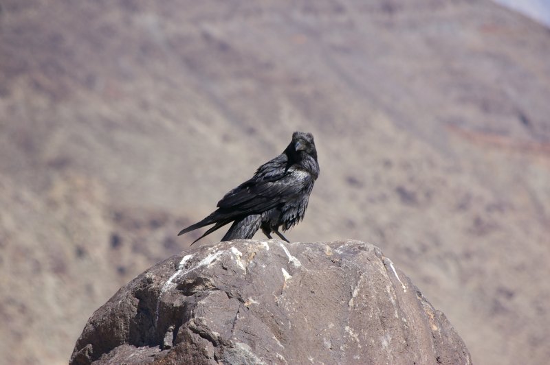 Death Valley #2