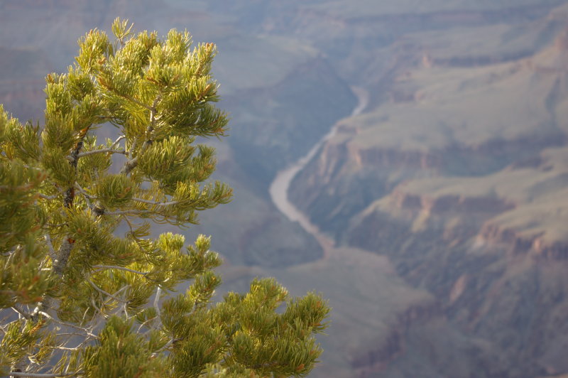 Grand Canyon #3