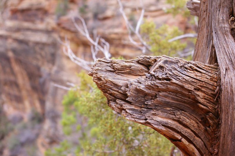 Zion National Park