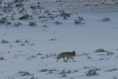 Druid grey wolf near dead puppy hill 02