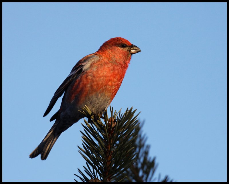 Male Pine Grosbeak - Neljn Tuulen Tupa - Kaamanen