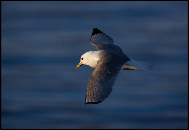 Kittywake in evening light - Vads harbour