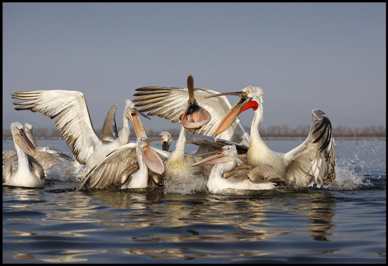 Feeding of Dalmatian Pelicans