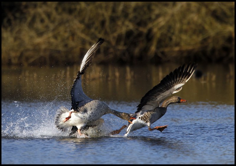 Aggressive Greylag Geese - Trnninge