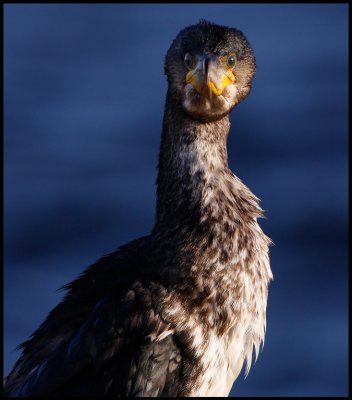 Cormorant in Lysekil harbour