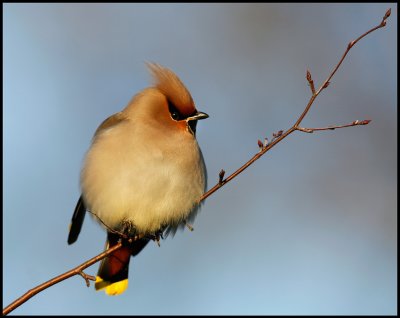 Waxwing in my neighbours garden - First birdpicture with new Eos-5D MkII