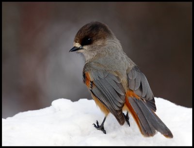 Siberian Jay - Neljn Tuulen Tupa - Kaamanen