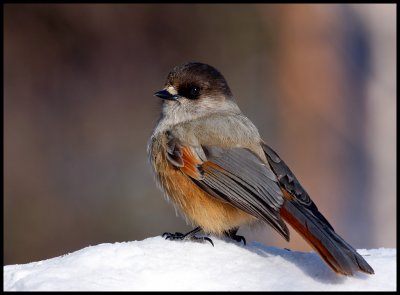 Siberian Jay - Neljn Tuulen Tupa - Kaamanen