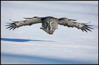 Great Gray Owl - Tornio