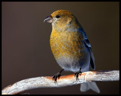 Female Pine Grosbeak - Neljn Tuulen Tupa - Kaamanen