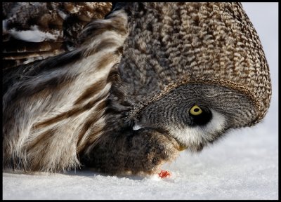 Great Gray Owl feeding on meat- Tornio