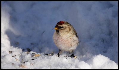 Common Redpoll at feeder - Neljn Tuulen Tupa - Kaamanen