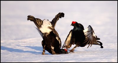 Black grouses fighting - keep your head low...