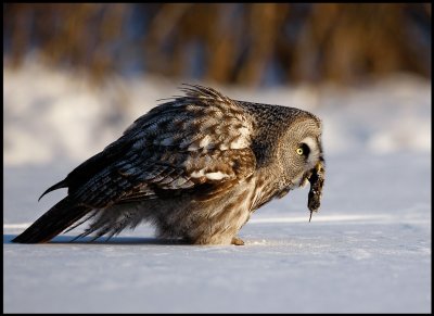 Great Gray Owl with mouse - Tornio