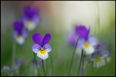 Violets (Viola tricolor) - Vxj