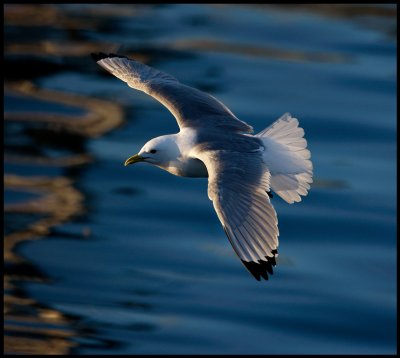 Kittywake in evening light - Vads harbour