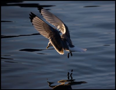 Kittywake in evening light - Vads harbour