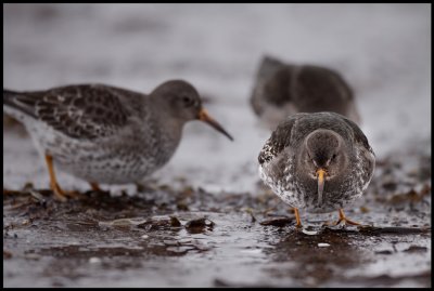 Purple Sandpipers at Nesseby