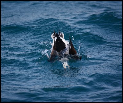 Long-tailed Duck dive