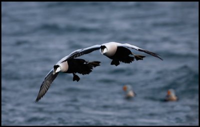 Mates.......two male Eiders