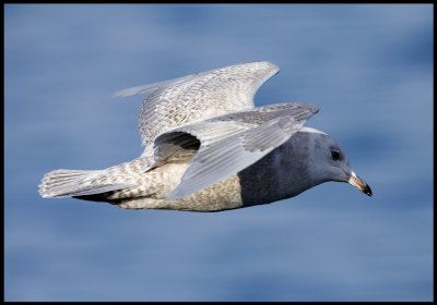 Iceland Gull in Vads harbour