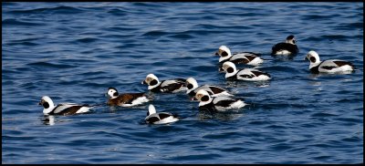 Long-tailed Ducks