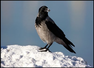Hooded crow in vads harbour