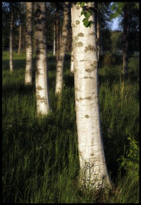 Finland The land of birches