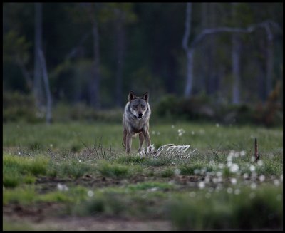 Wolf (Canis lupus) visiting an old carrion