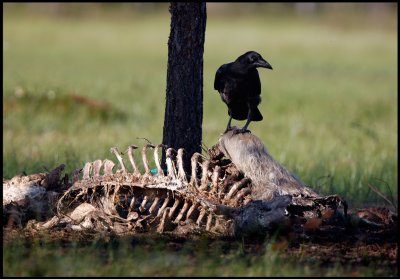 A Raven at the remains of a carrion