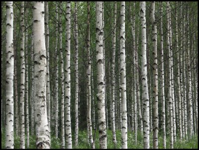 Birches, birches - everywhere birches in Finland