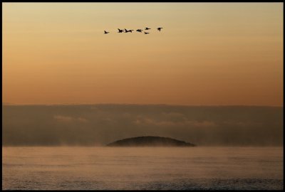 Goosanders flying over Bl Jungfrun - Baltic sea