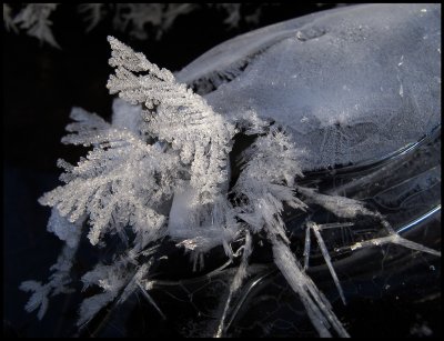 Ice beetle - Notteryd