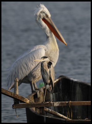 And you thought  the Grey Heron is big bird!!!