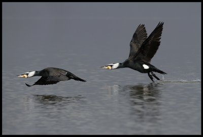 Cormorants