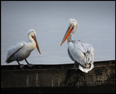 Two pelicans on an old boat
