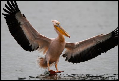 Adult White Pelican landing in Kerkini