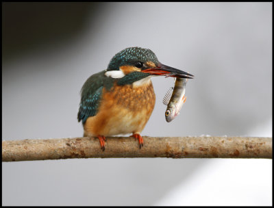 Wintering Kingfisher with small Perch- Vxj