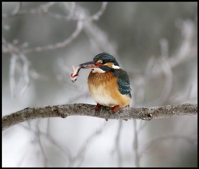 Kingfisher with small Perch - Vxj