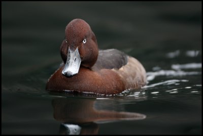 Wintering Ferruginous Duck (Aythya nyroca) in Karlshamn - Sweden