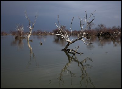 Lake Kerkini on the border to Bulgaria